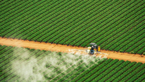 Reliable Amarillo, TX Pest Control Solutions