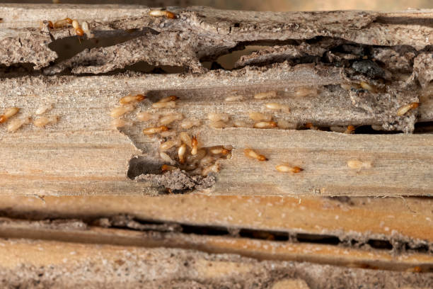 Best Mosquito Control Services  in Amarillo, TX