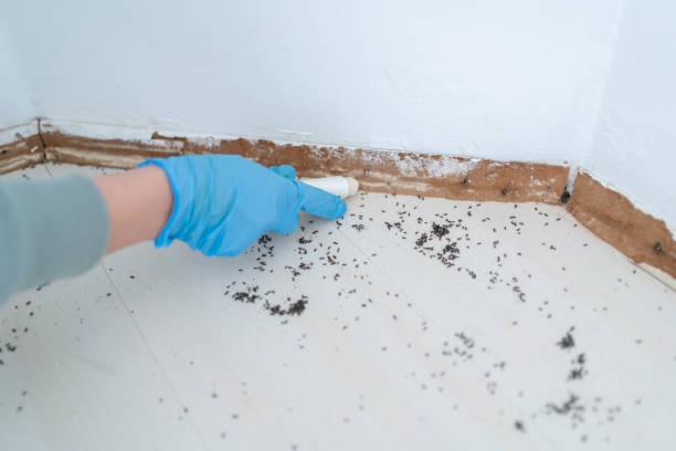 Best Affordable Pest Control Services  in Amarillo, TX
